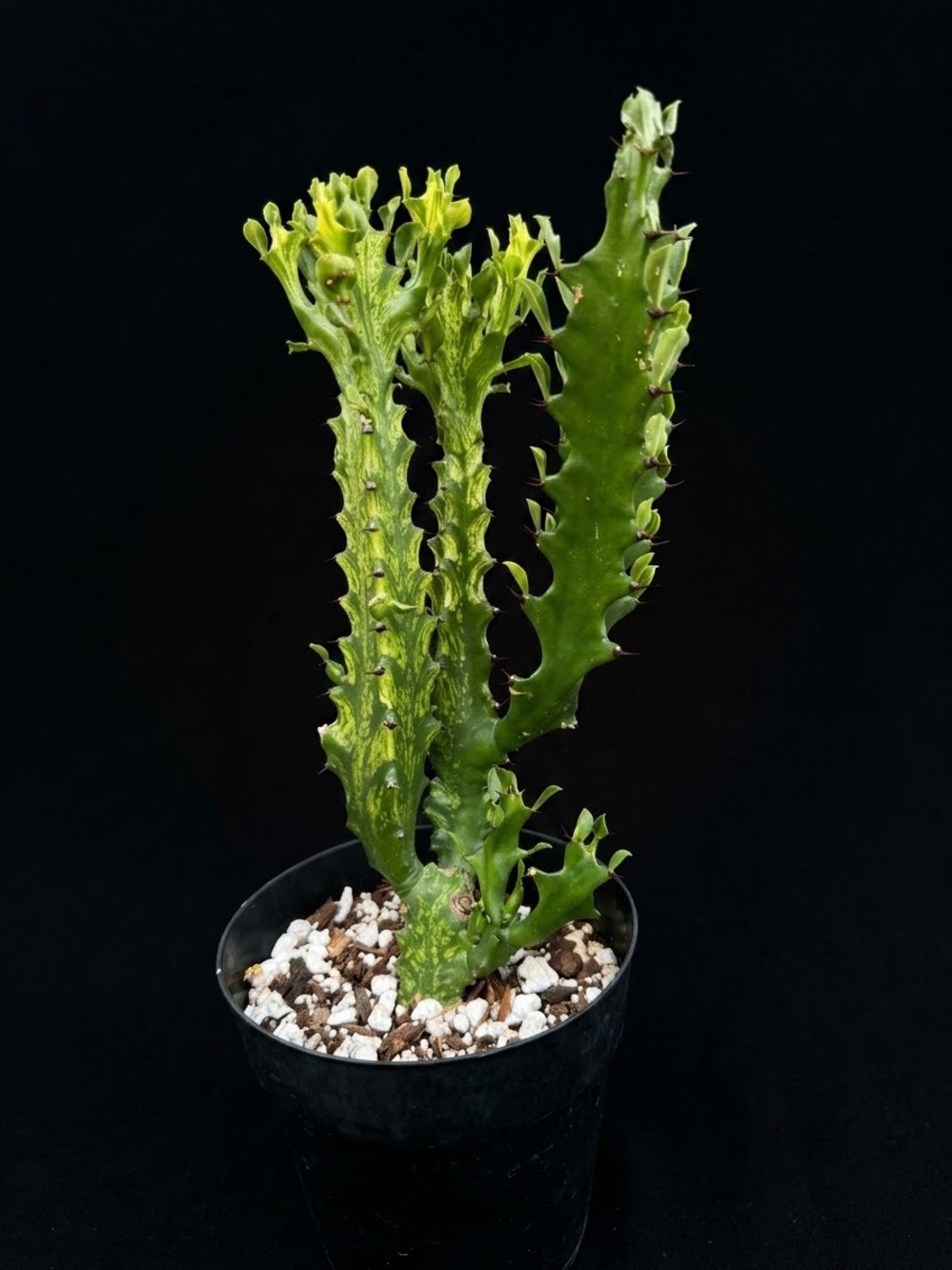 Variegated Euphorbia Trigona Lacei Mint Cream 10-13 in tall